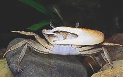 CR007M fiddler crab