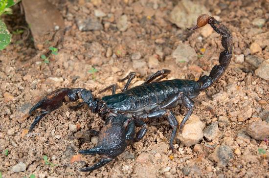 Emporer Scorpions for Sale Indiana