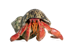 hermit crab land specialty