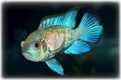 Electric Blue Acara Cichlid Uncle Bill's Pet Centers of Indiana