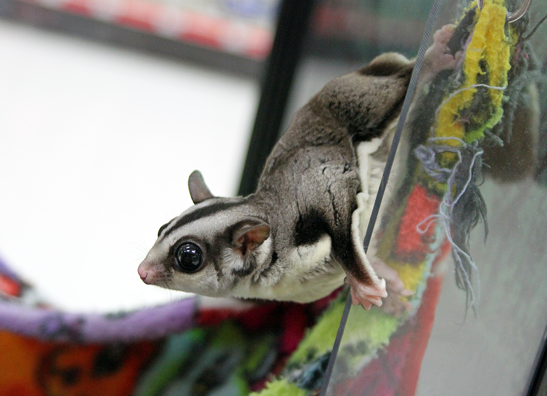 Sugar Gliders