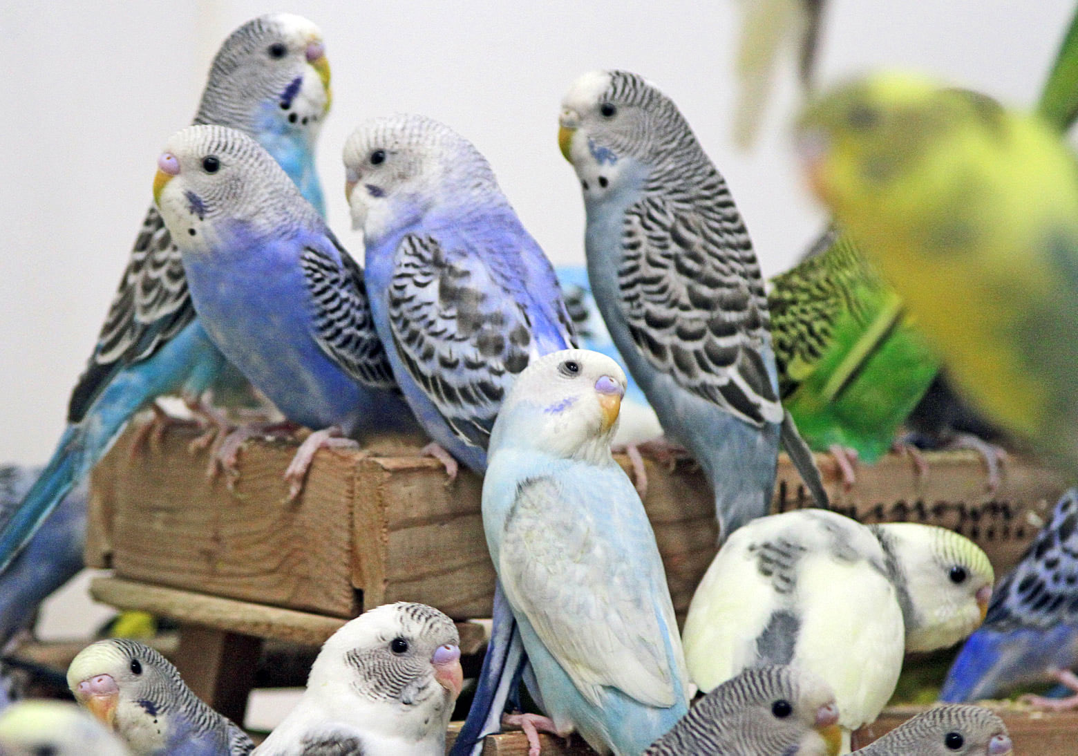 uncle bills parakeets group