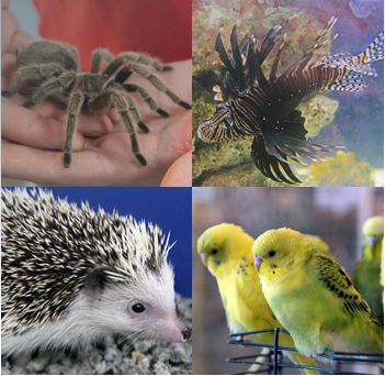 ok google pet stores near me