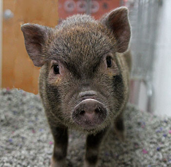 Pig Pets Rehome