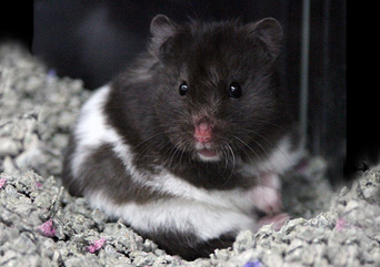 Small Animal Hamster