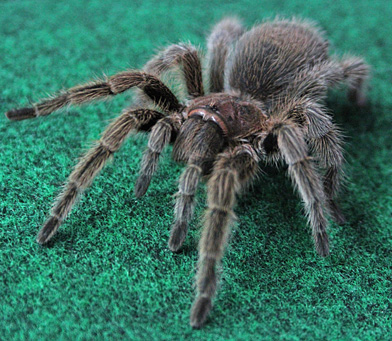 Uncle Bill's Unusual Pets Indiana Uncle Bill's Unusual Pets Indiana