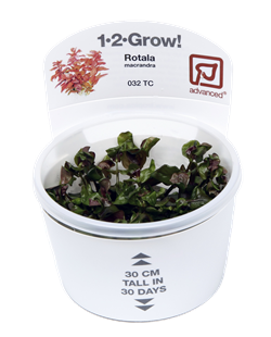 1-2-grow-rotala