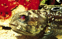 bullseye jawfish bullseye jawfish goby