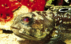 bullseye jawfish goby