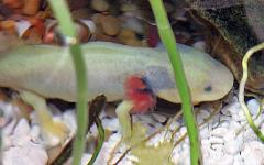 Axolotl Salamander Uncle Bills Pet Centers