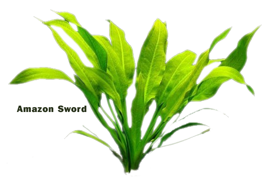 aquatic plants