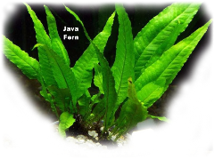 aquatic plant java fern