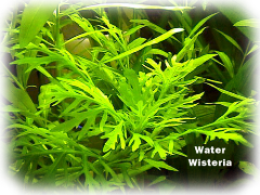 aquatic plant water wisteria