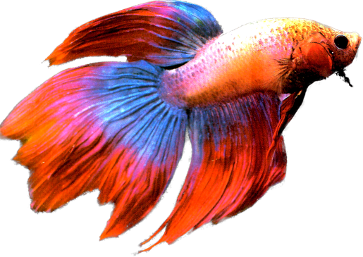 Betta Red Blue
