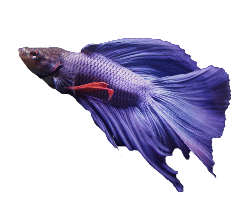 betta