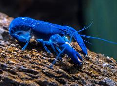 blue-crawfish-crayfish-1