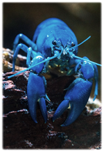 blue-crawfish-crayfish-2