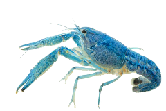blue-crayfish-crawfish