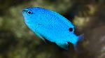 blue devil damsel fish