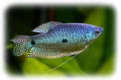 blue gourami three spot