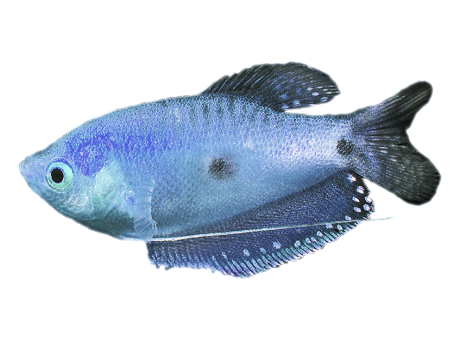 blue gourami