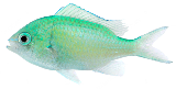 blue-green-chromis-damsel