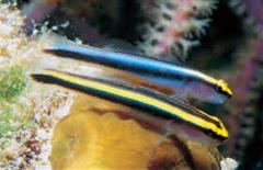 blue neon yellow line goby gobies