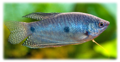 blue three spot gourami