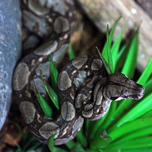 Boa Constrictor Uncle Bills Pet Center