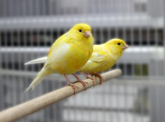 Canary Birds for Sale