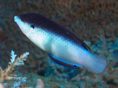 china wrasse china wrasse