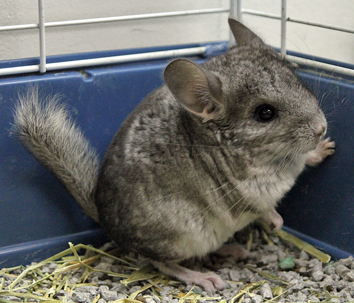 stores that sell chinchillas