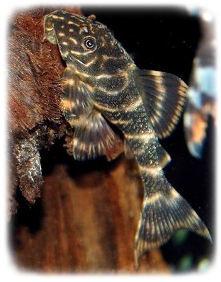 clown-plecostomus-l104