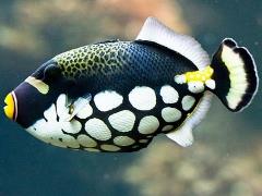 clown triggerfish