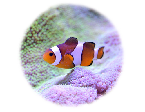 petsmart clownfish