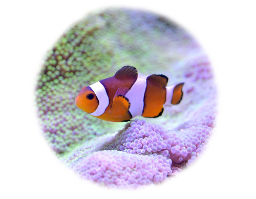 clownfish-small