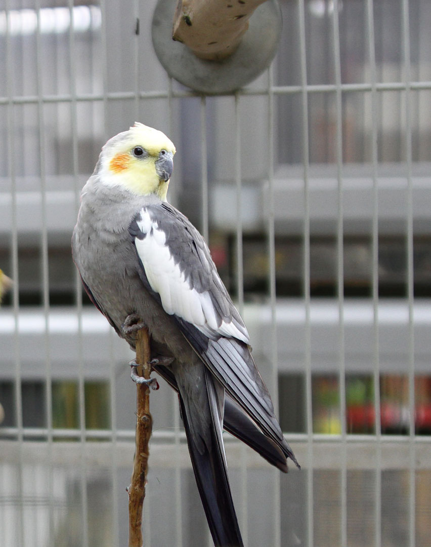 pet stores that sell cockatiels