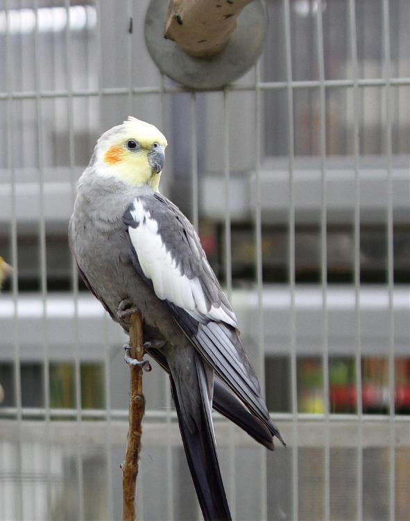 Cockatiel Parrots for Sale