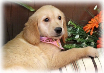 grain inclusive large breed puppy food