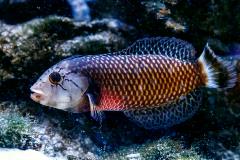 dragon wrasse dragon wrasse