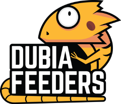 Dubia Feeder Roaches