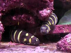 engineer convict goby