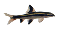 Epalzeorhynchos-kalopterus--flying-fox-fish Epalzeorhynchos-kalopterus--flying-fox-fish
