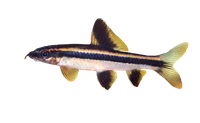epalzeorhynchos_kalopterus flying fox fish epalzeorhynchos_kalopterus flying fox fish