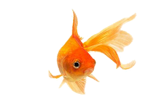 fantail-goldfish-no-background fantail-goldfish-no-background