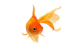 fantail-goldfish-no-background