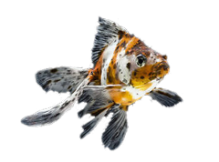fantail-goldfish-speckled