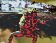Fire Belly Bellied Toad Uncle Bills Pet Centers