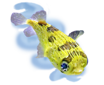 uncle bill s fish
