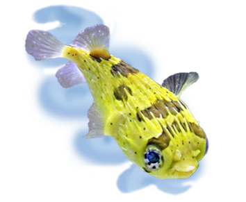 fish aquarium puffer fish